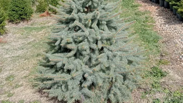 Spruce Tree Image