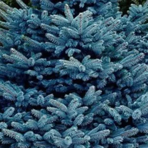 Spruce Tree Image