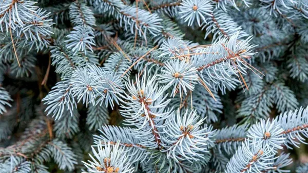 Spruce Tree Image