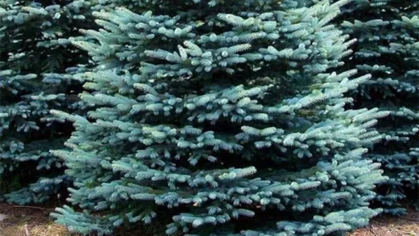 Spruce Tree Image