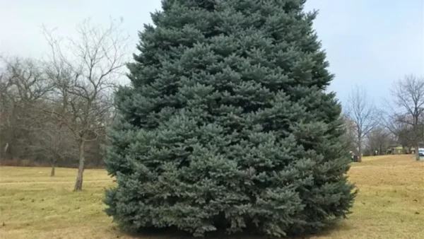 Spruce Tree Image