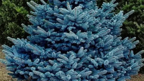 Spruce Tree Image