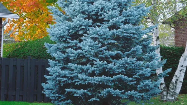 Spruce Tree Image
