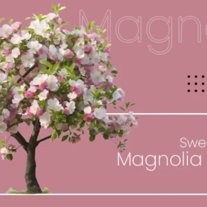 Sweet Bay Magnolia Tree