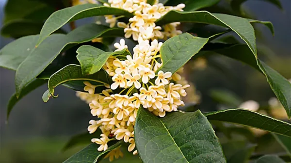 Tea Olive Bush Image