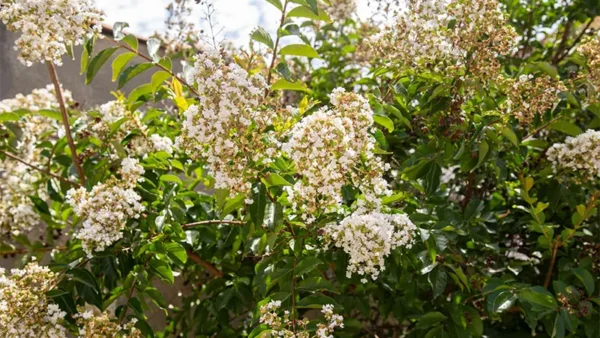 Tea Olive Bush Image