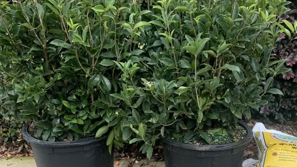 Tea Olive Bush Image