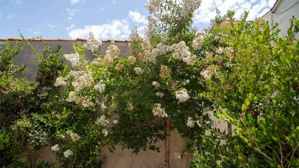 Tea Olive Bush Image