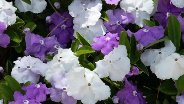 Today Tomorrow Plant Image