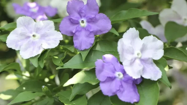 Today Tomorrow Plant Image