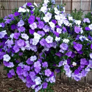 Today Tomorrow Plant Image