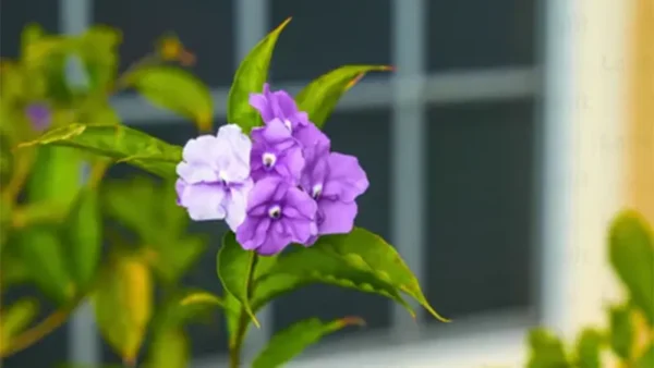 Today Tomorrow Plant Image