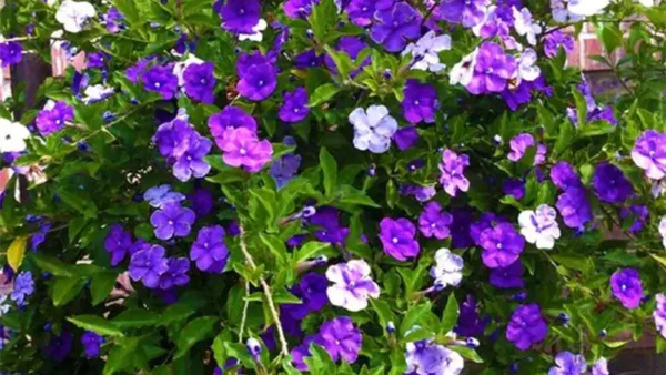 Today Tomorrow Plant Image