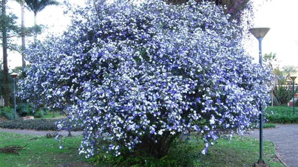 Today Tomorrow Plant Image
