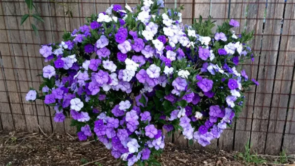 Today Tomorrow Plant Image