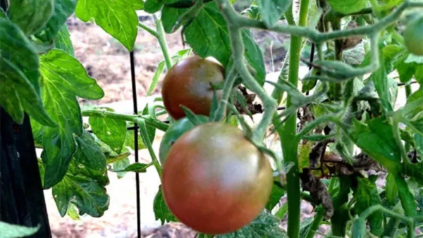 Tomato Plant Image
