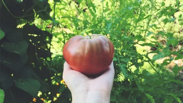 Tomato Plant Image