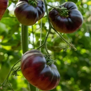 Tomato Plant Image