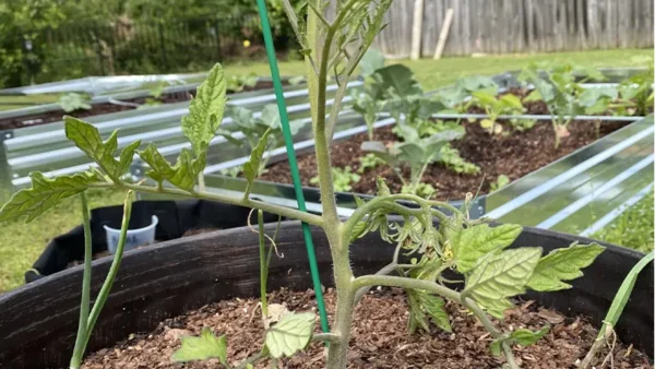 Tomato Plant Image