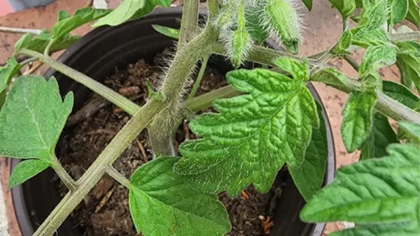 Tomato Plant Image