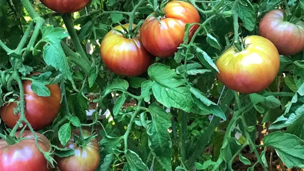 Tomato Plant Image