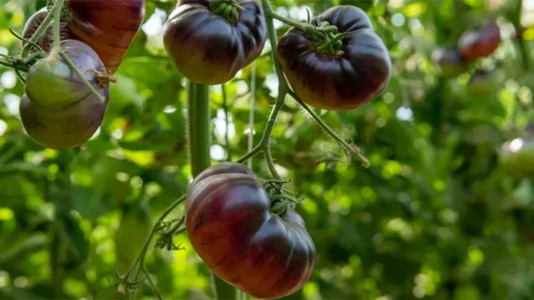 Tomato Plant Image
