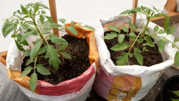 Tomato Plant Image