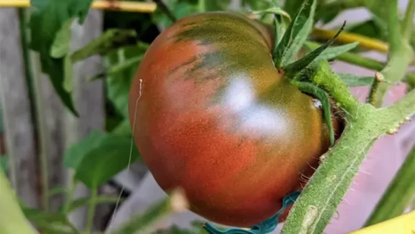 Tomato Plant Image