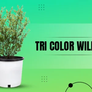 Tri Color Willow
