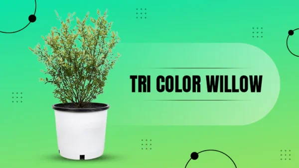 Tri Color Willow