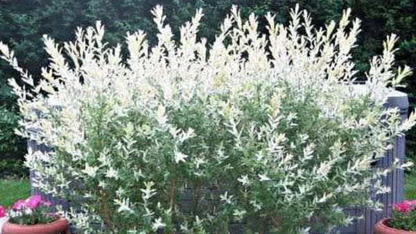 Tri Color Willow Image