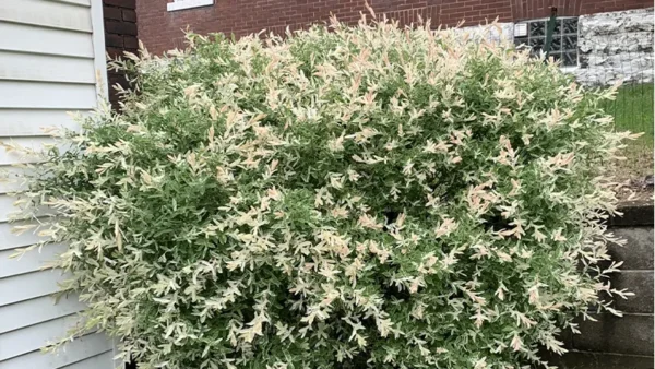 Tri Color Willow Image