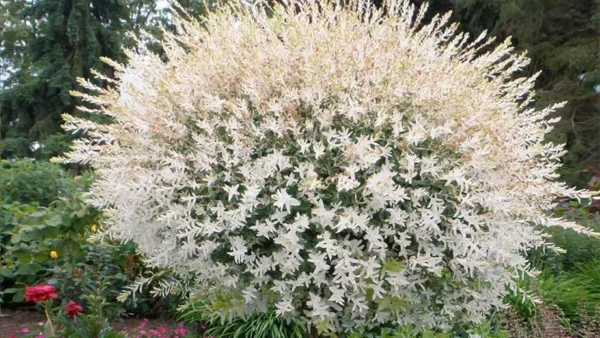 Tri Color Willow Image
