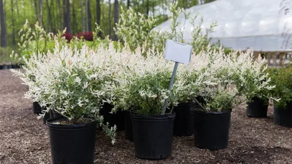 Tri Color Willow Image