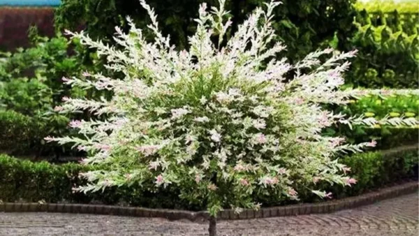 Tri Color Willow Image