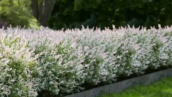 Tri Color Willow Image