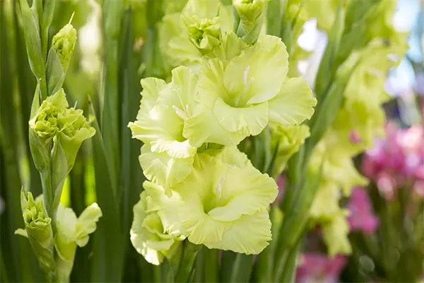 Trumpet-shaped green gladiolus