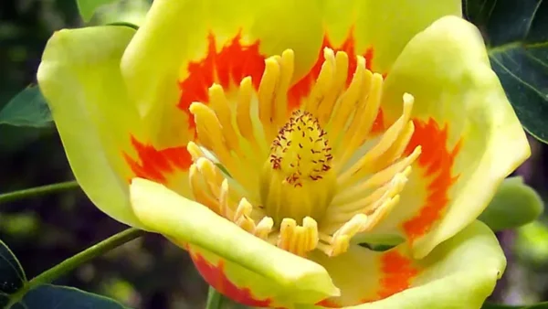 Tulip Tree Image