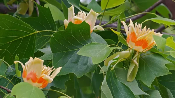 Tulip Tree Image