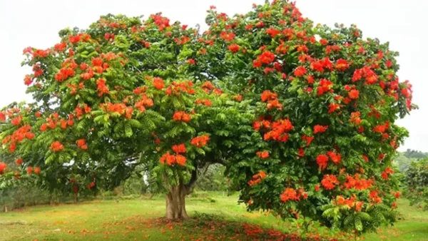 Tulip Tree Image