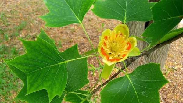 Tulip Tree Image