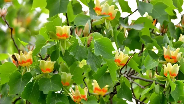 Tulip Tree Image