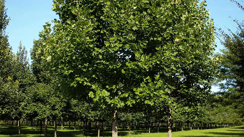 Tulip Tree Image