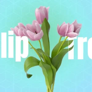 Tulip flowering