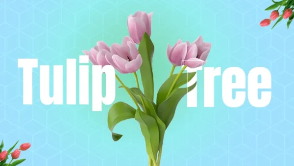 Tulip flowering