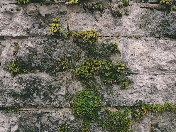 Vegetation Growth