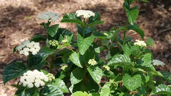 Viburnum Dentatum Bush
