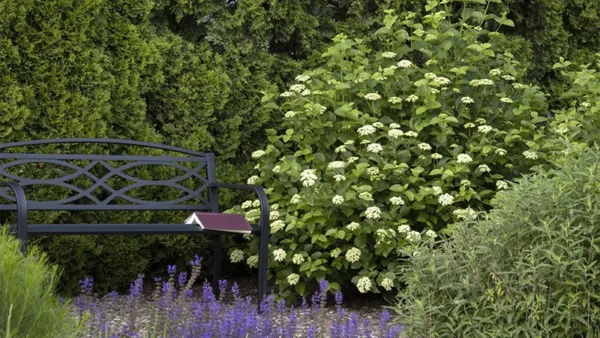 Viburnum dentatum bush