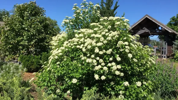 Snowy blooms of the Viburnum plant