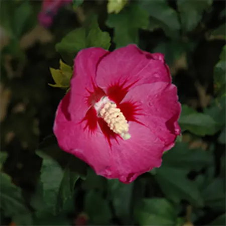 Violet Rose Of Sharon